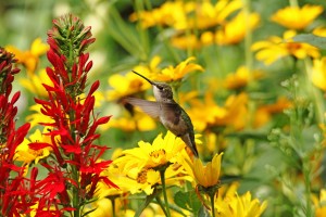 Hummers Love Red
